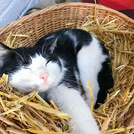 Glamping Im Safarizelt